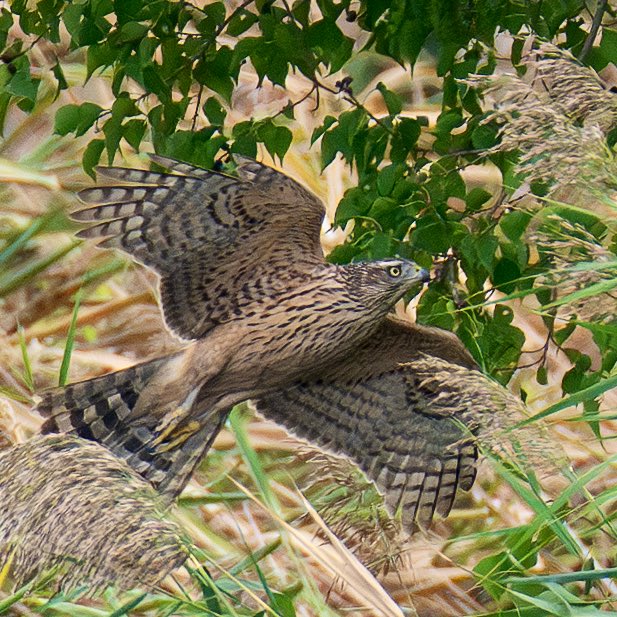 バカラカモシカです バカラカモシカです