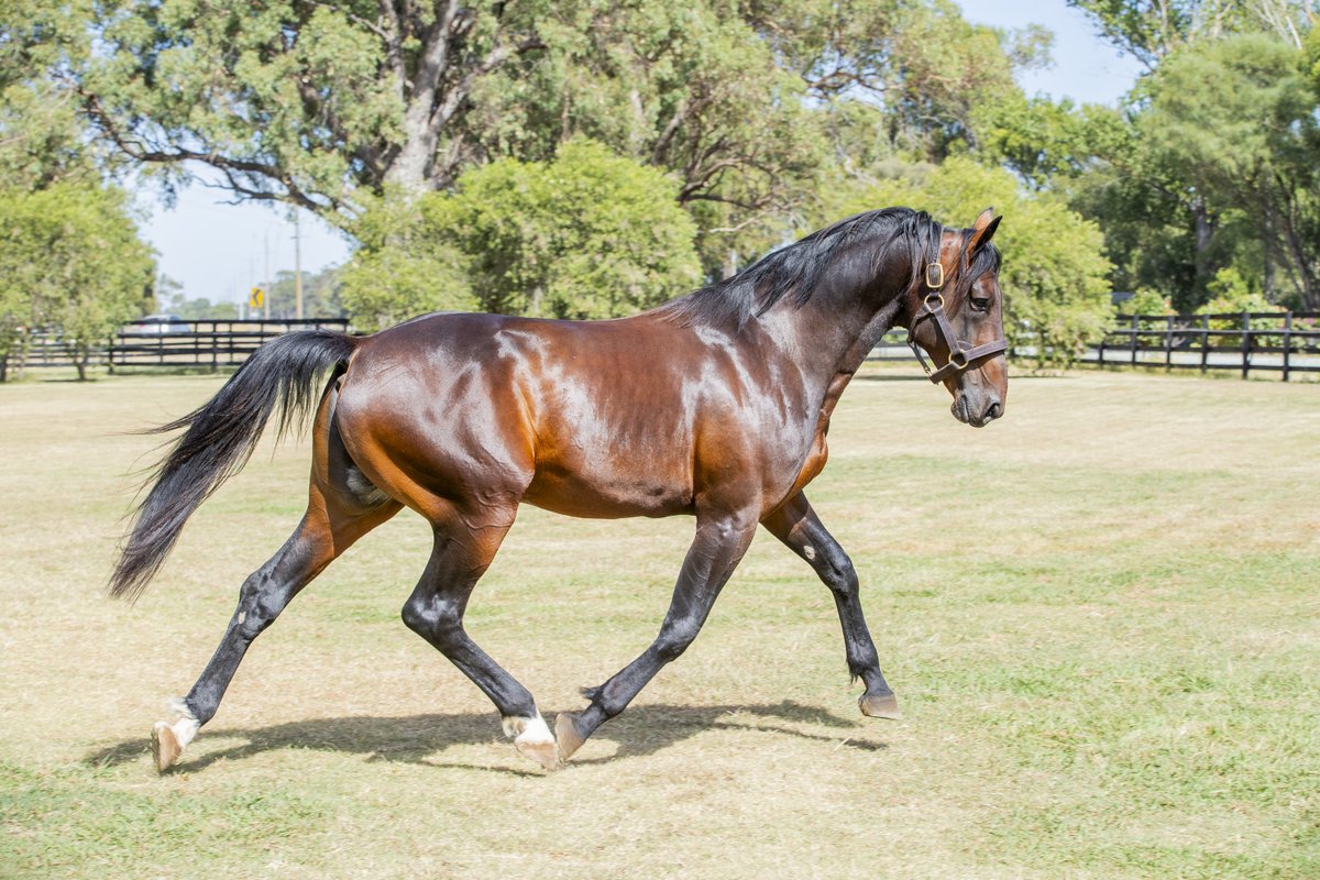 Alabarfarms's tweet photo. Dominating the trotting ranks and reshaping what excellence in trotting looks like ๐๐ผ
๐ธ - US Trotter of the Year, Tactical Approach
#TacticalApproach #TheAlabarTrottingDreamTeam https://t.co/zTX2lFI5Lw
