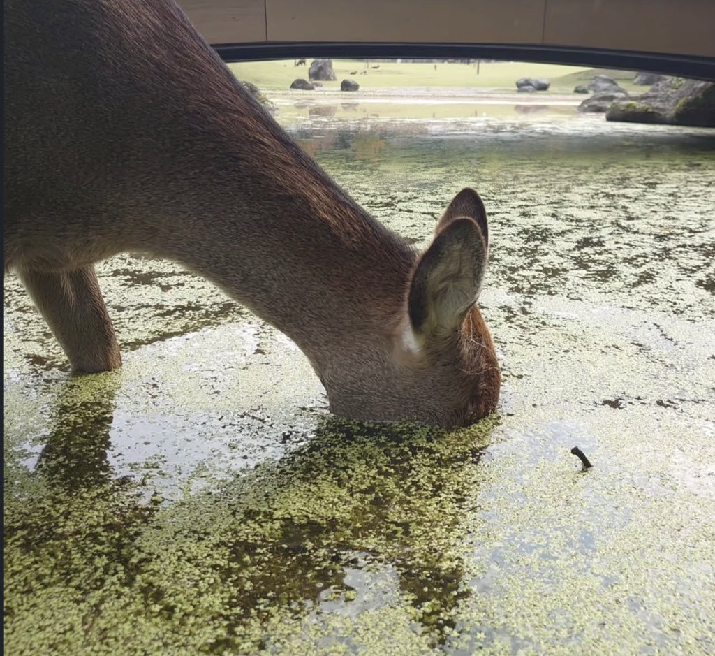 maximally   truth seeking