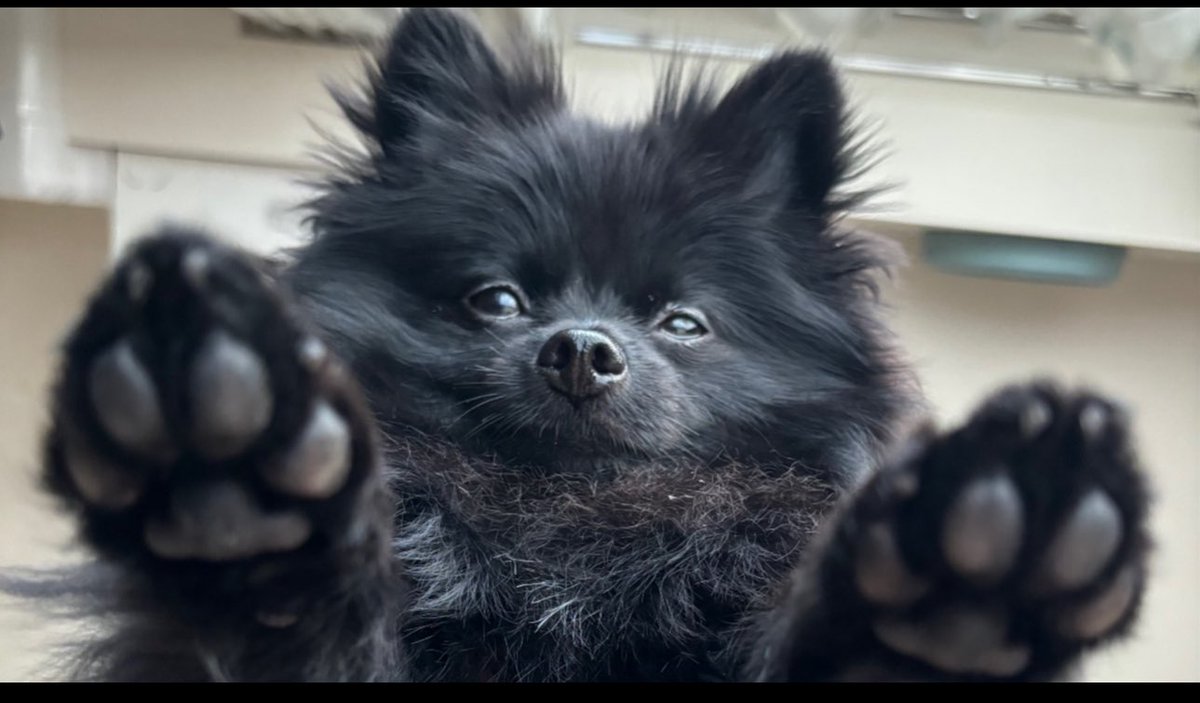 【ポメラニアン クロ】 黒ポメラニアンのぷーちゃん on X