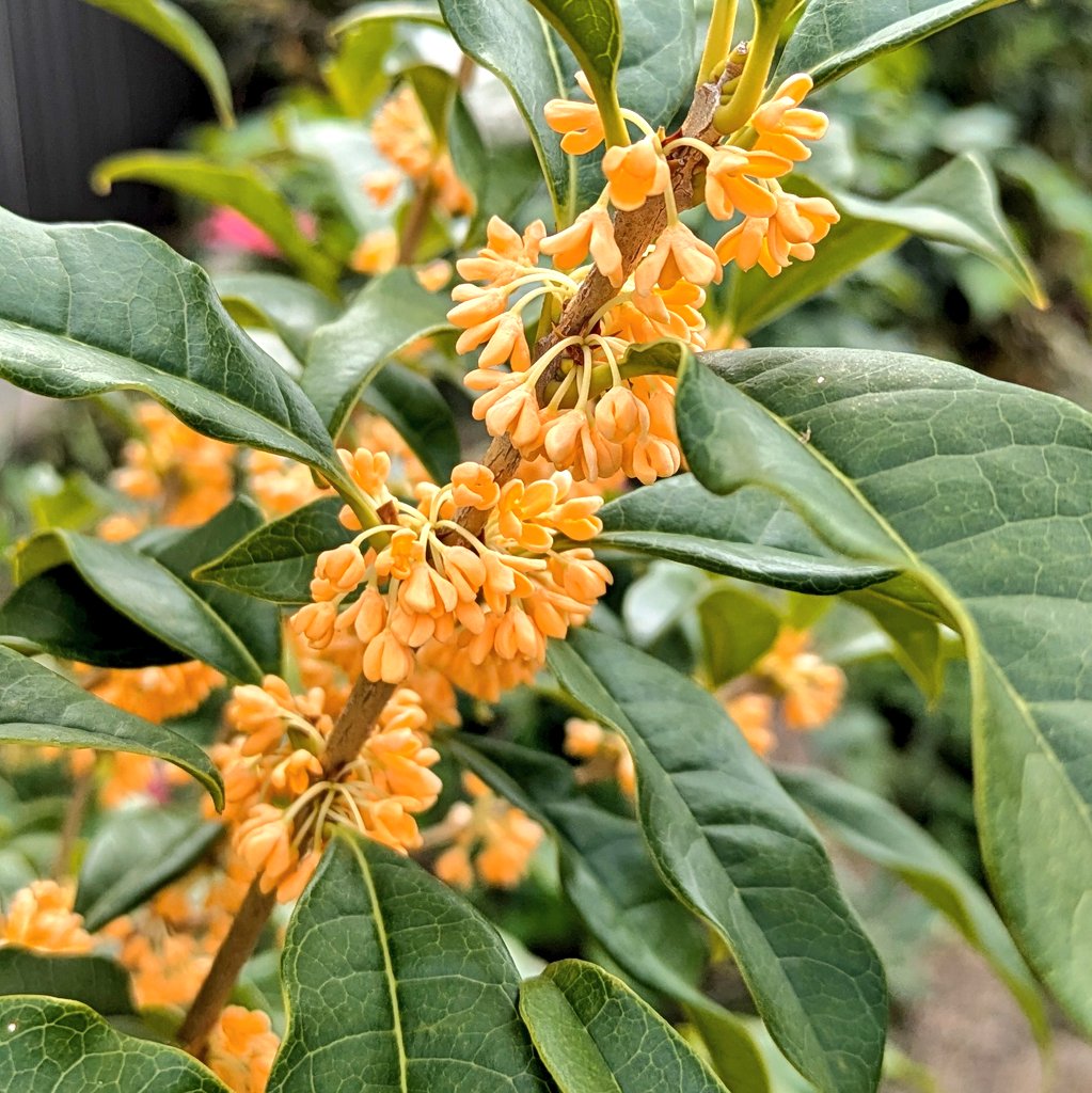 花です ブルーレベル Pro 2 デジタル450㎜ 防塵防水 マグネット