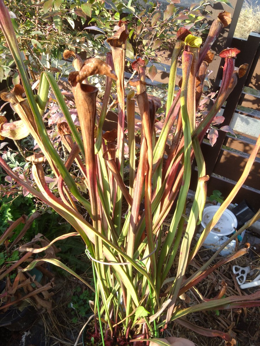 チャンネルもんち (@channel_monchi) / Posts / X