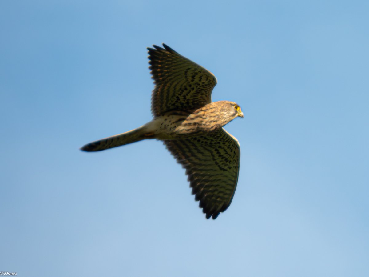 wesleyb1989's tweet photo. 2/11: some #birds
#Buizerd / #Fuut / #Aalscholver / #Torenvalk
#NLspot #Birdspot #Nature (#Wildlife ?) Nikon P950 https://t.co/uQMdTeWLRl