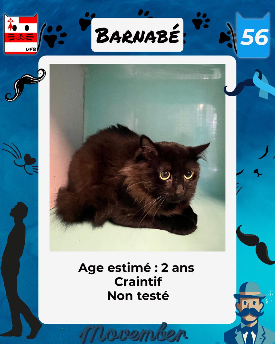 BARNABE est SAUVE
Il vient d'être ADOPTE
Il va pouvoir rejoindre sa nouvelle famille dès la fin de son délai légal obligatoire en fourrière  ( 8 jours ouvrés)