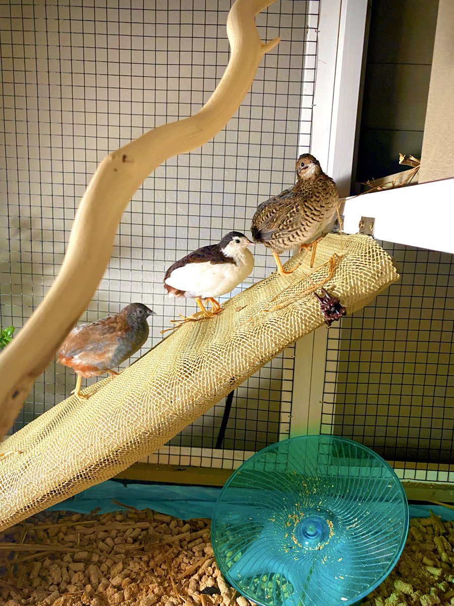 ポポチョロ🐦💨 (@1b4fc39ec9e04d3) / Posts / X