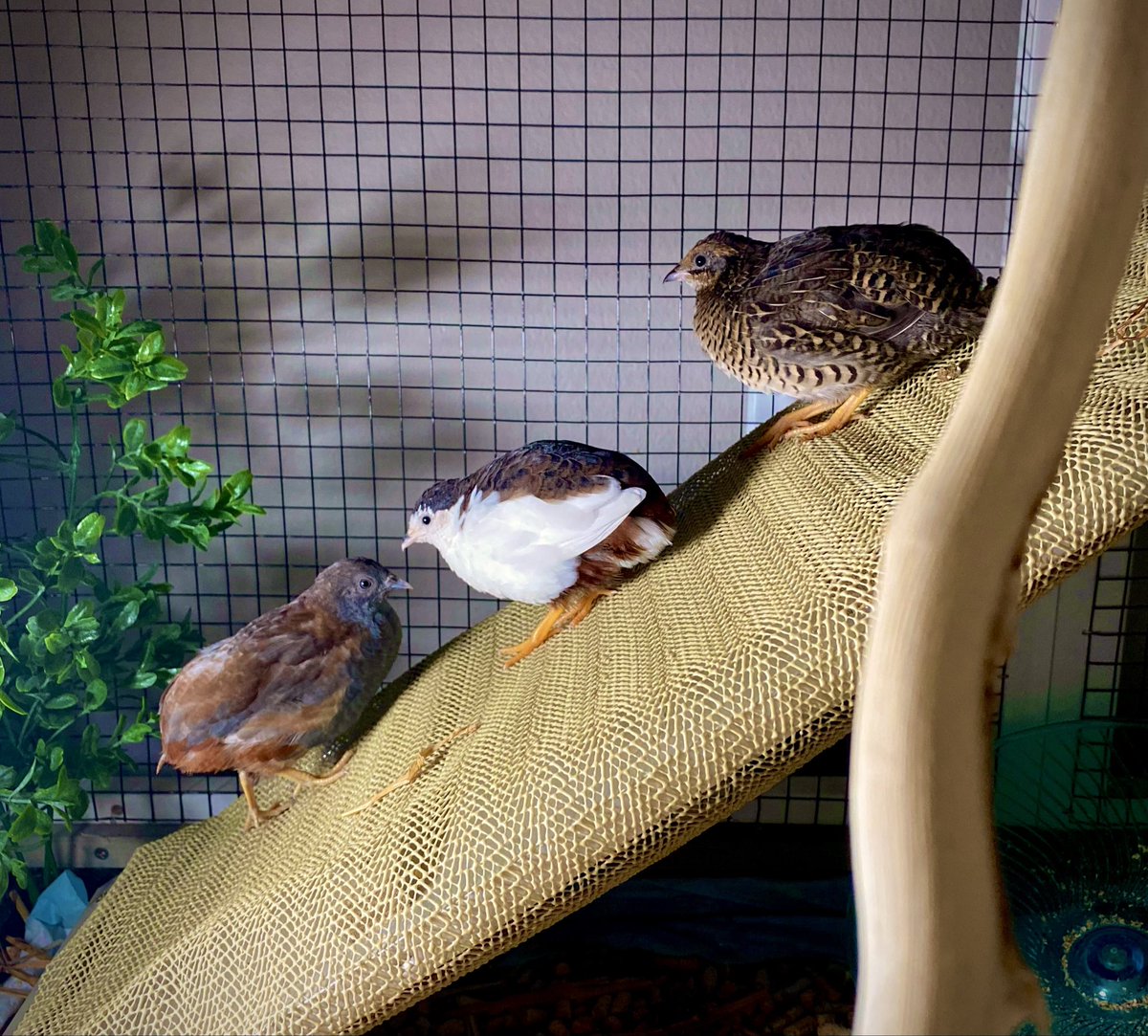 ポポチョロ🐦💨 (@1b4fc39ec9e04d3) / Posts / X