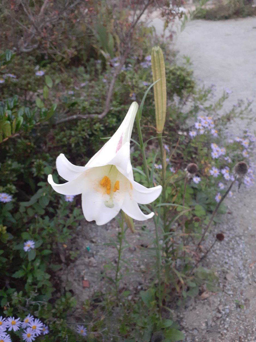 ハイビスカス on X