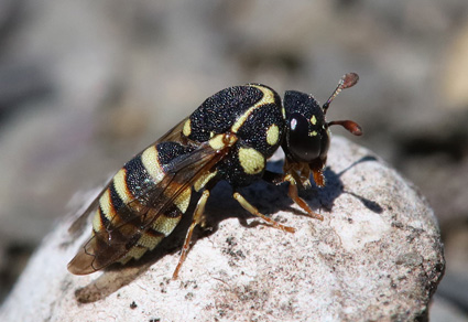 Zootaxa's tweet photo. Taxonomic review of the pollen wasps (#Hymenoptera: #Vespidae: #Masarinae) from the Caucasus, with the description of two #newspecies, new nest and flower-visiting records, and a key to the species
#taxonomy
https://t.co/fIlV5ueDxg https://t.co/9QBDHSGvtJ