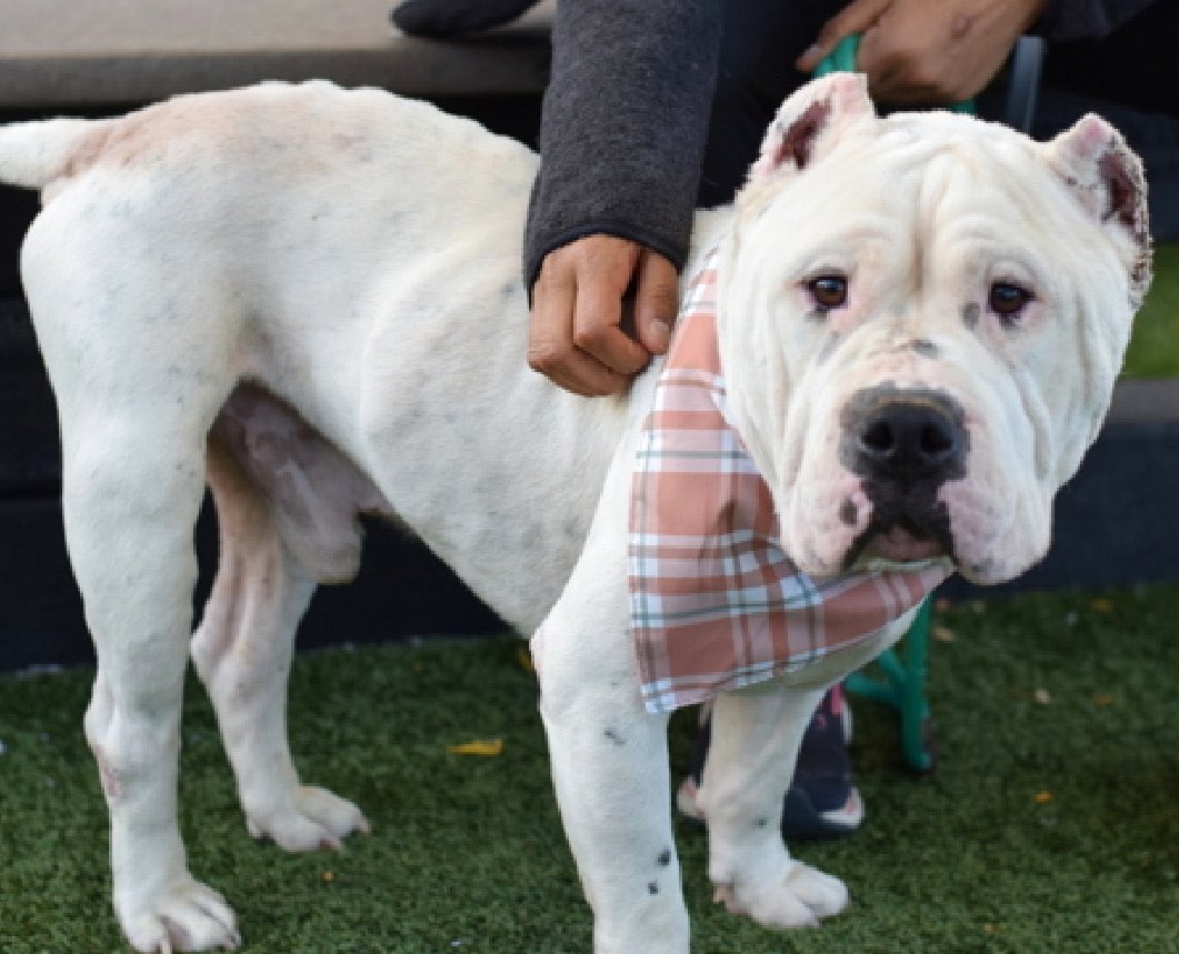 💔Sawyer💔
#NYCACC #240347 7y
▪️To Be Killed: 11/4💉
#AdoptMe
#SaveRSeniors
#MedicalPriority🚑

Miracle Ln Rescue wants 2 pull Sawyer, need #Foster
Pls msg them

FB post
facebook.com/share/p/1Ca8ZU…

Website
miraclelanefarmnsanctuary.com/?fbclid=IwdGRj…

Precious, sweet Sr Angel's friendly w soft body.