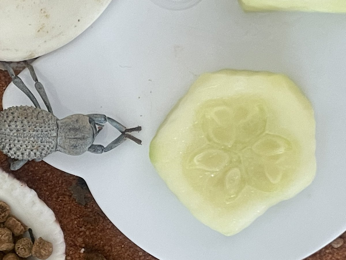 Accidentally scared him with the zucchini so he pretended to died