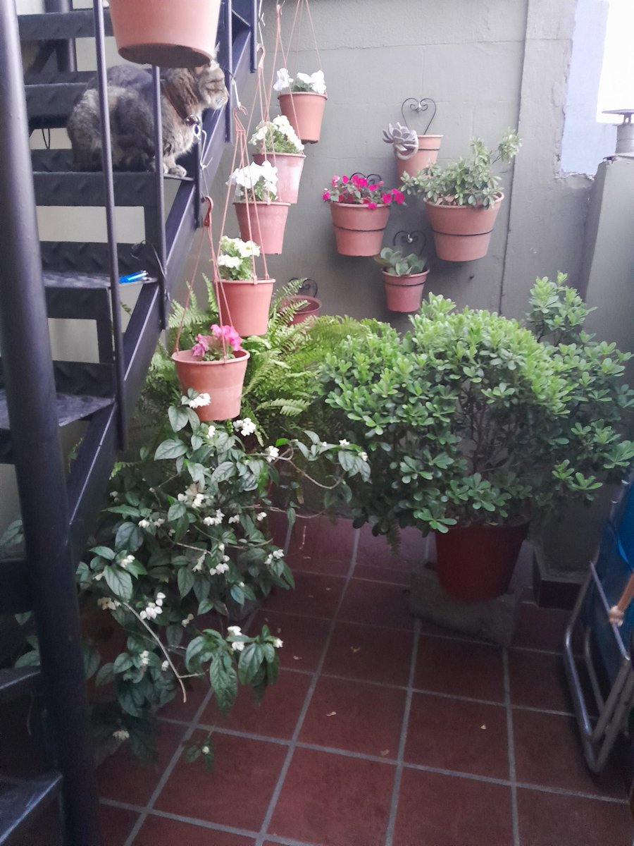 Curiosity kill the Cat