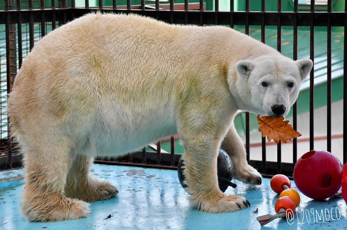 1209moco's tweet image. 秋らしい🍁アイラでおはようございます❤️
（20251102 おびひろ）

#ホッキョクグマ 
#polarbear 
#おびひろ動物園  
#obihirozoo