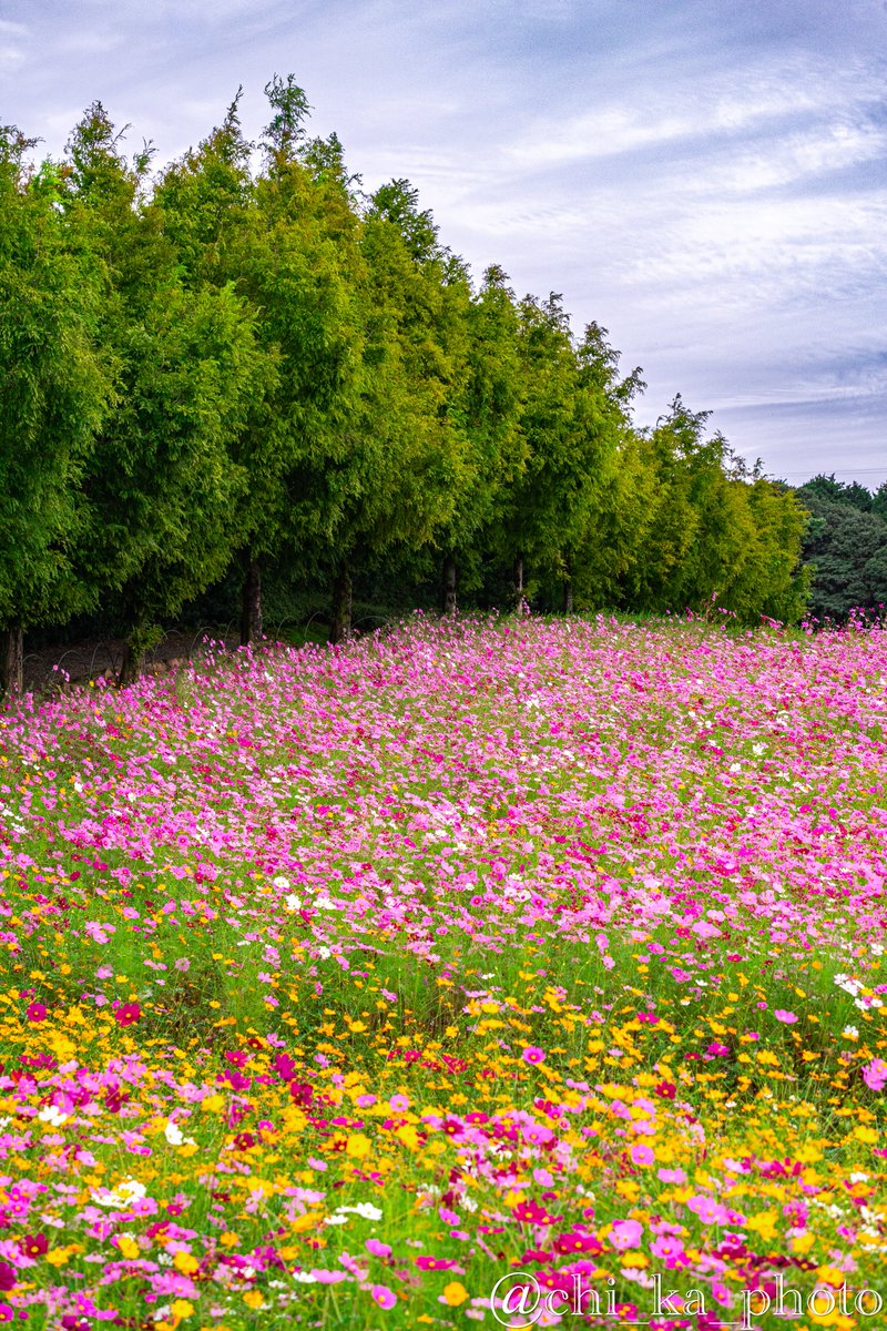 chikaページ CHIKA ꕤ︎︎【Photo】 (@chi_ka_photo) / Posts / X