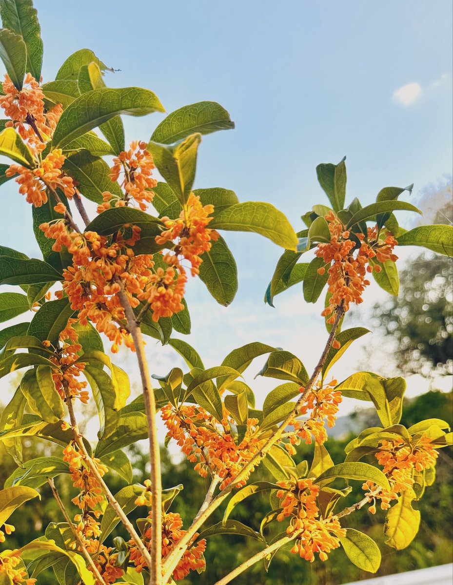 感謝を込めて。センペルビウム15(*´ω`*)J 感謝を込めて。センペルビウム15(*´ω`*)T