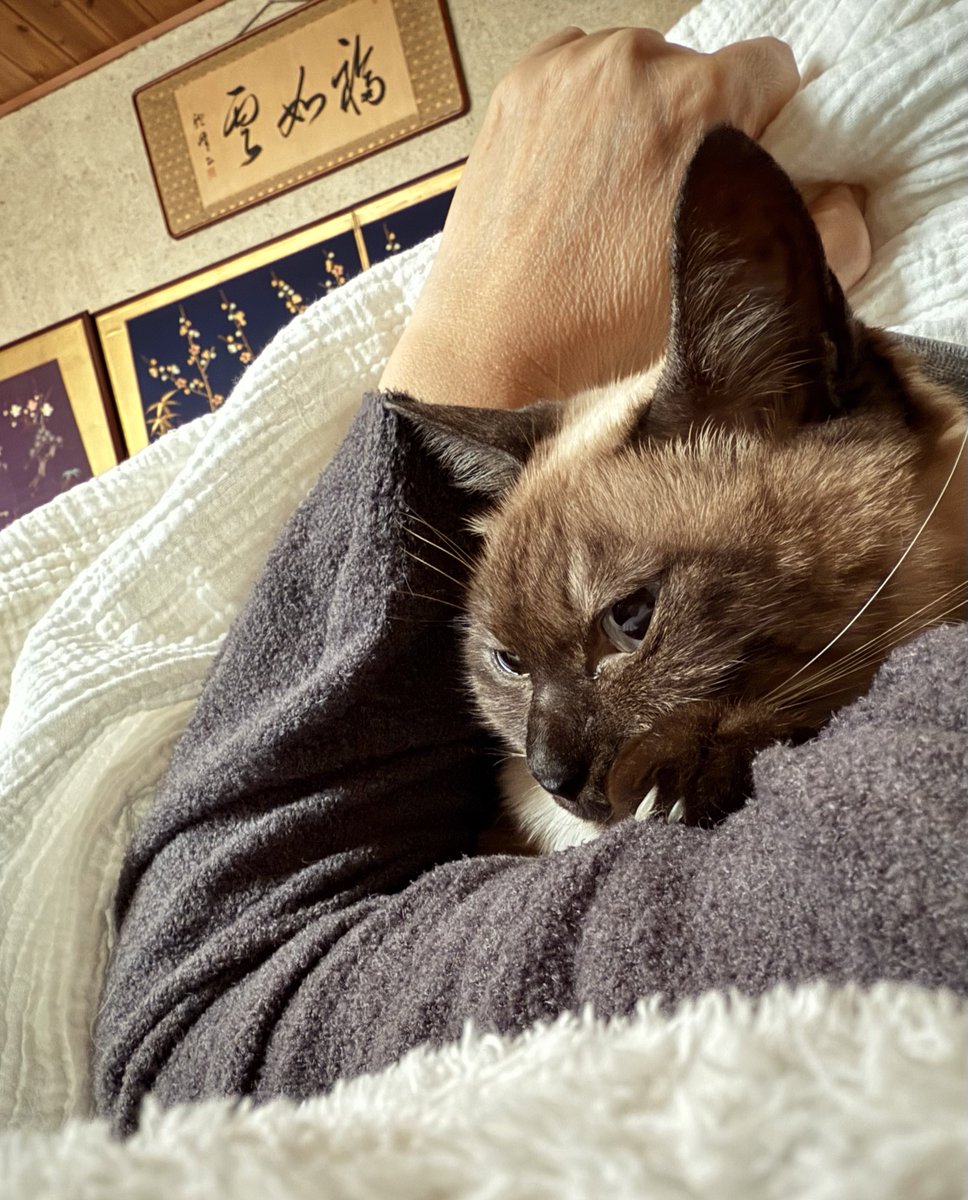 せっちゃんです(´◡` )♩ かーちゃんが目覚めたと見るや、すぐ隣の自分の寝床から添い寝へと移行