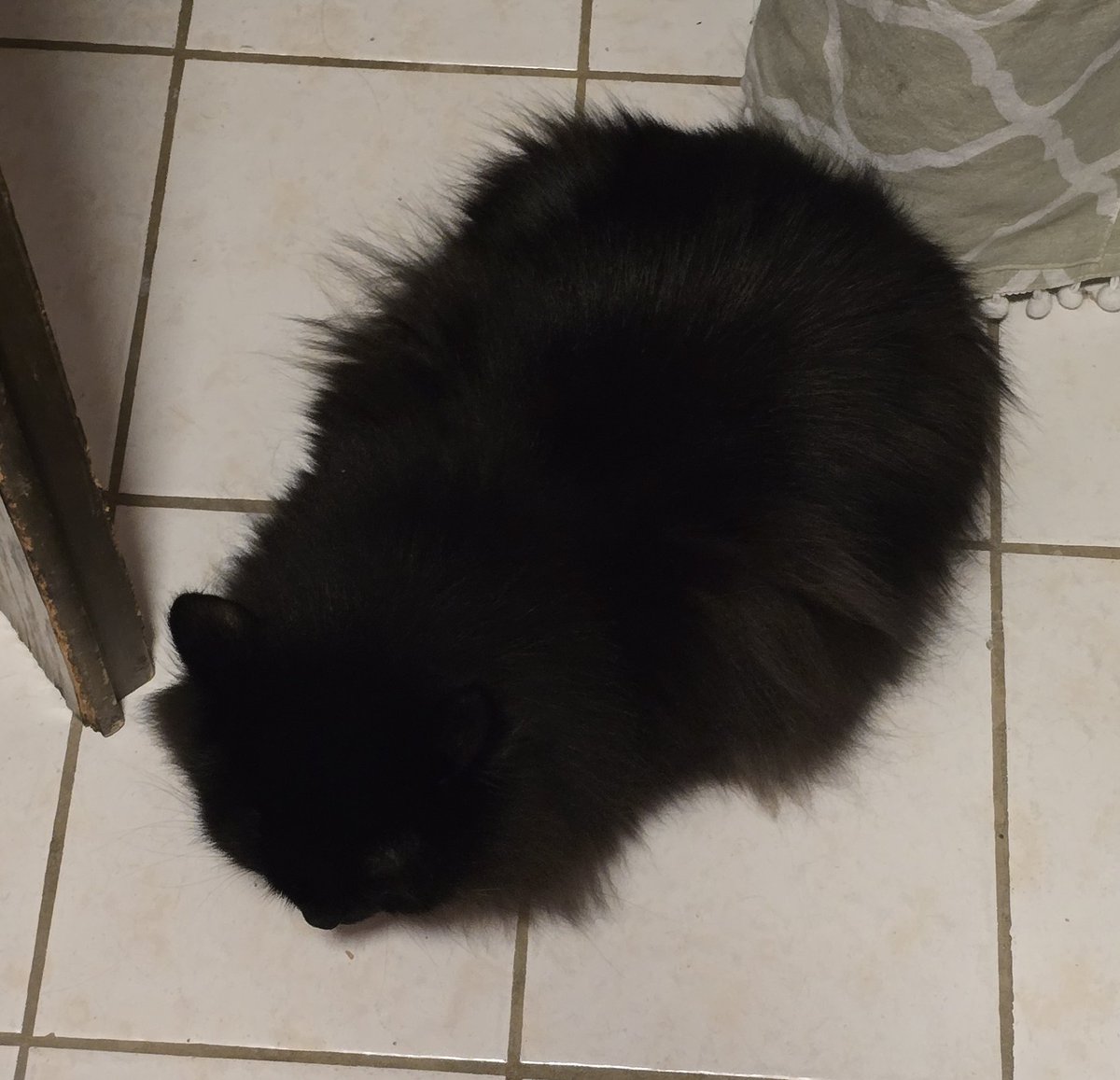 Why is he following me?? And not even looking? 

When Pawsley is following me, I'll get the gentle Pawsley stare and some blinking, but Winty is always just chilling 😂❤️