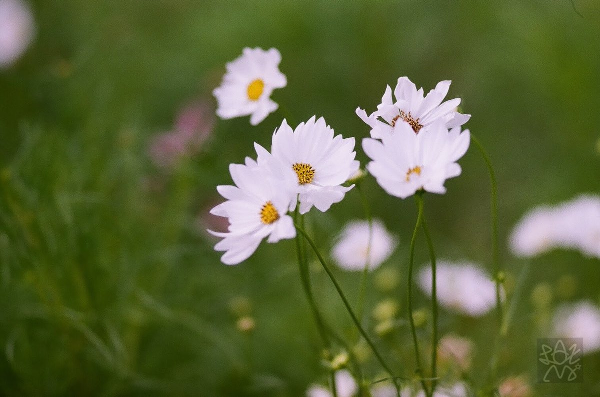 🟠くらかめれっど🟠 on X