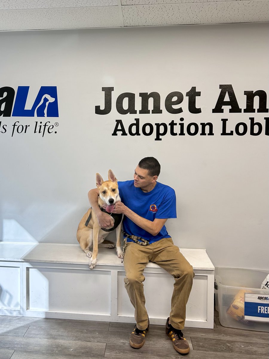 King Bob had been at spcaLA for 254 days before he met his new dad. While at the shelter, he became a staff and volunteer favorite because of his playful personality and affectionate nature. His new life will include hikes, beach runs, and going to the office with his dad.