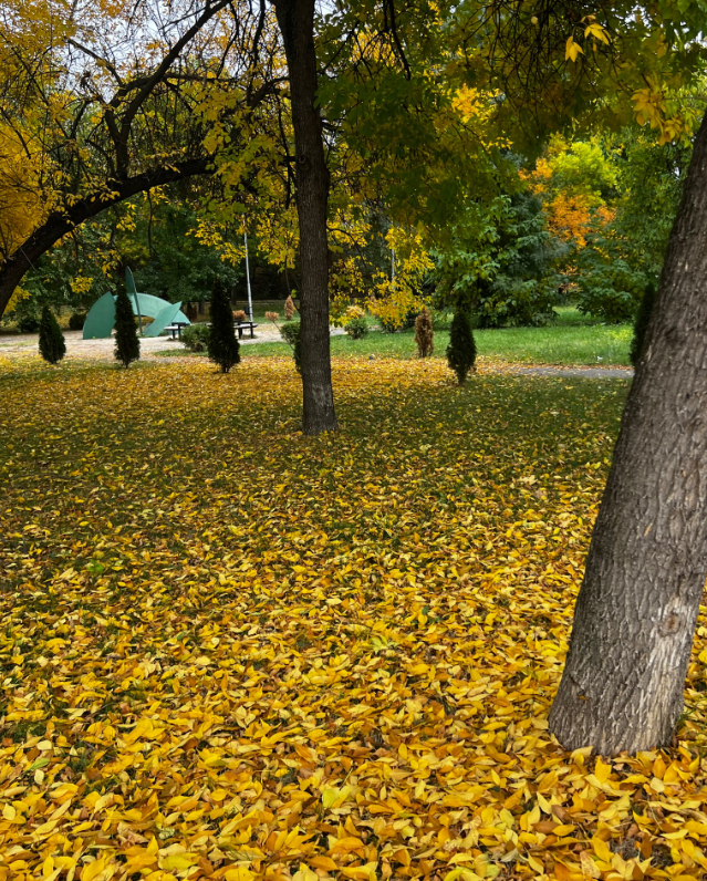 MetanoiaOC's tweet photo. Feeling inspired by this humbling display of colorful November beauty, when the leaves whisper their goodbyes and home feels even sweeter. And just like that, the world turns softer, wrapped in sweaters, comfort, and coziness. There’s such beauty in this slow and simple season.🍂 https://t.co/AyAHAWOSrA