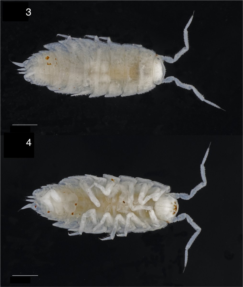 Clayton Ziemke tweet media