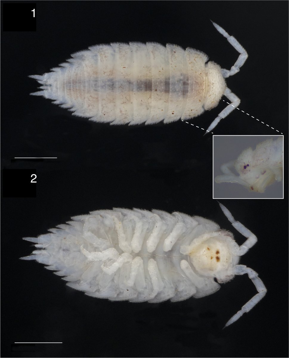 Clayton Ziemke tweet media