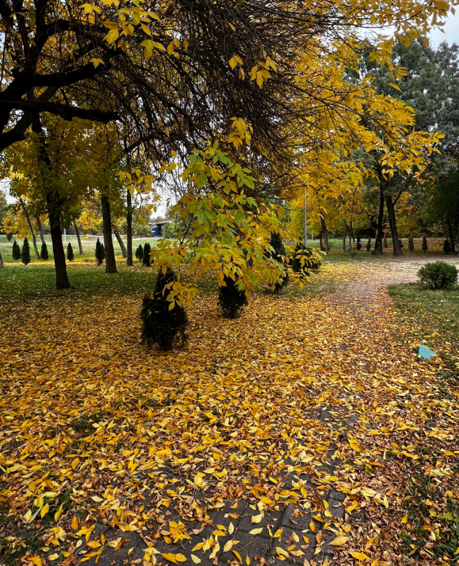 MetanoiaOC's tweet photo. Feeling inspired by this humbling display of colorful November beauty, when the leaves whisper their goodbyes and home feels even sweeter. And just like that, the world turns softer, wrapped in sweaters, comfort, and coziness. There’s such beauty in this slow and simple season.🍂 https://t.co/AyAHAWOSrA