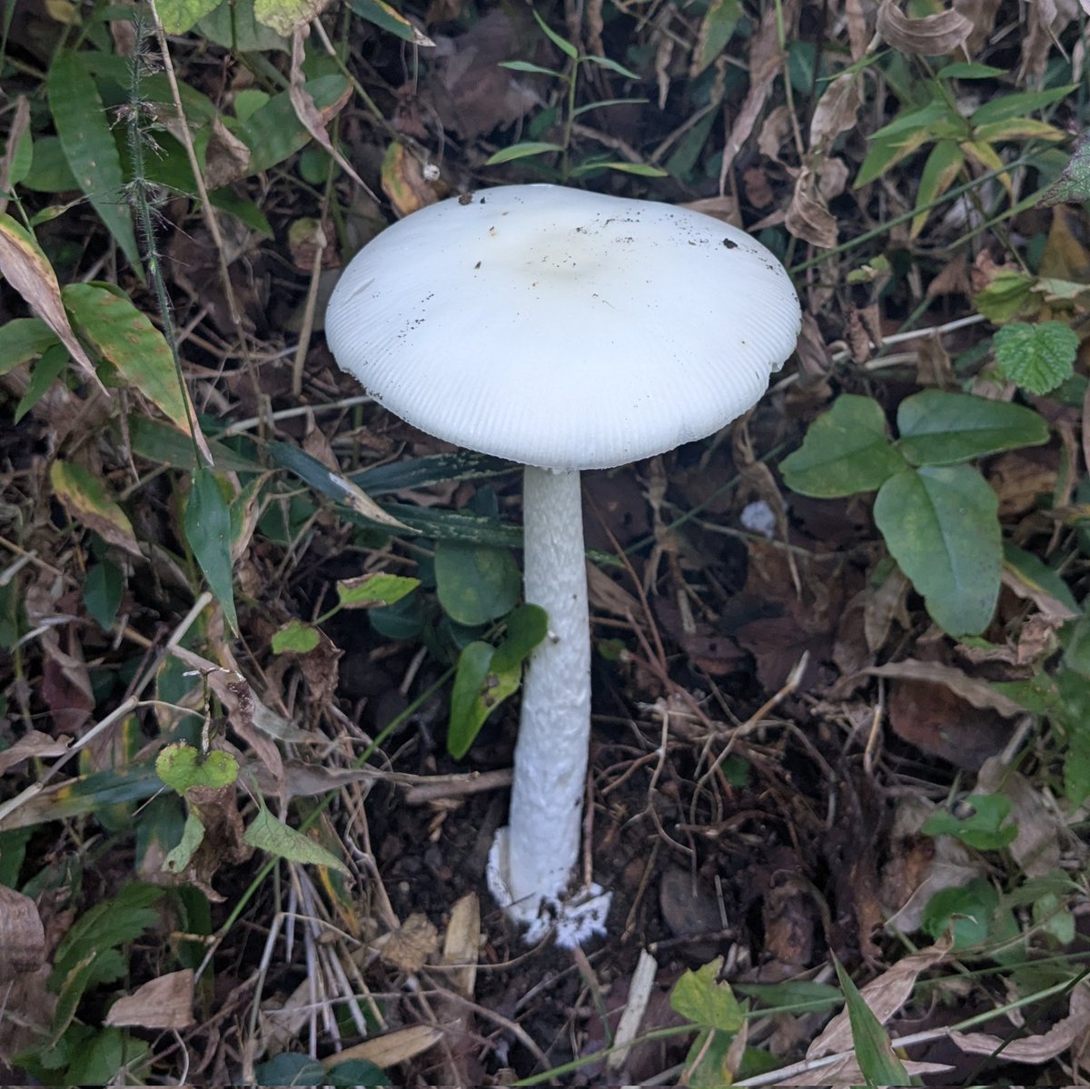 トミー（Tommy） (@0vkkE7zR7tIl8ee) / Posts / X