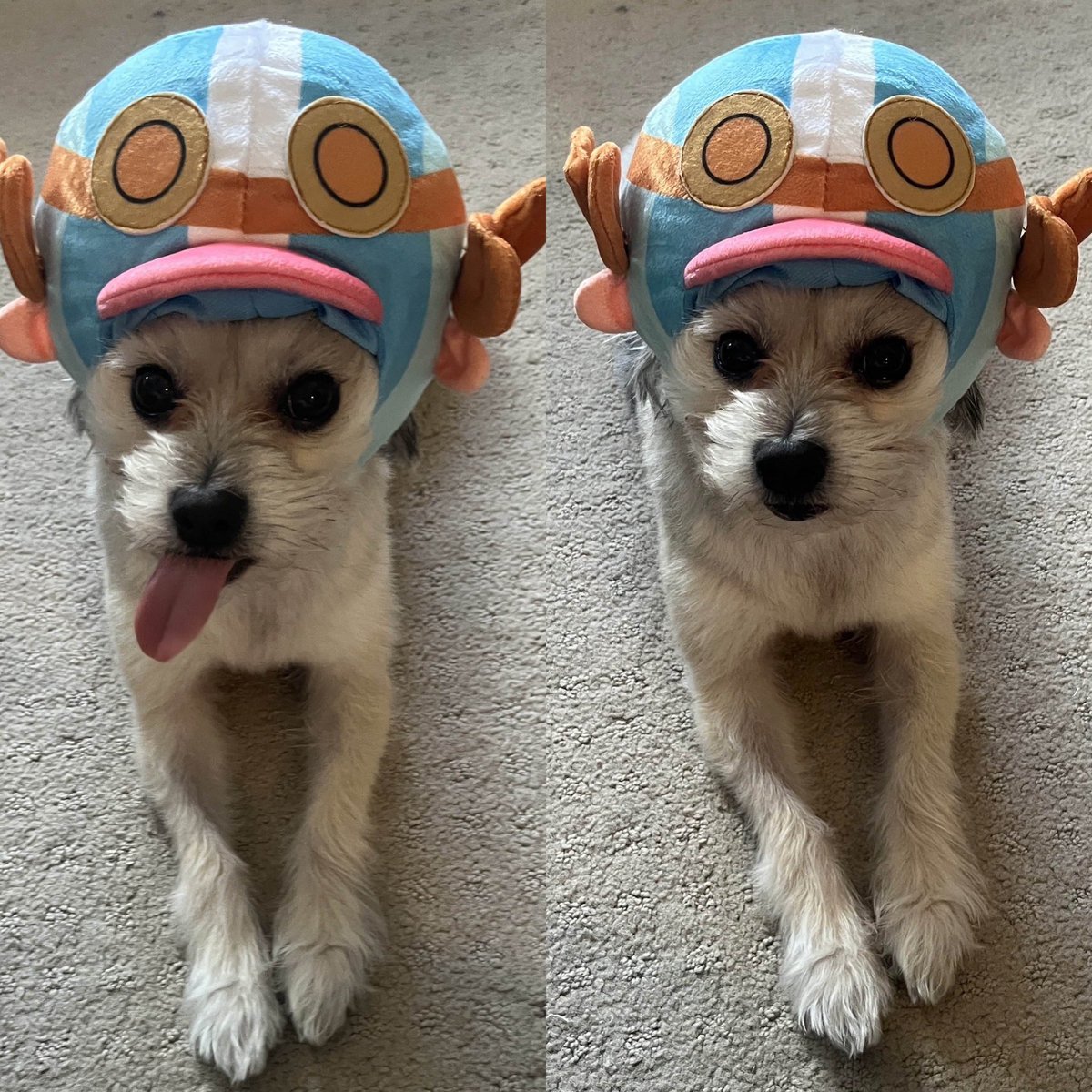 🌸TARO TARO CHOPPER🌸