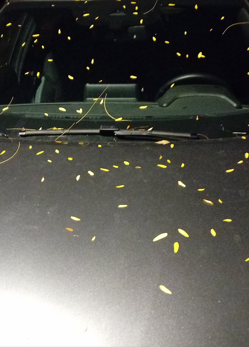 2. XI. 2025, 21:16

Confetti.