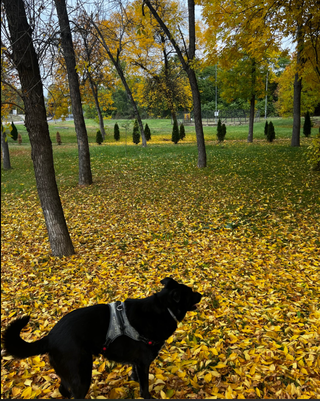 MetanoiaOC's tweet photo. Feeling inspired by this humbling display of colorful November beauty, when the leaves whisper their goodbyes and home feels even sweeter. And just like that, the world turns softer, wrapped in sweaters, comfort, and coziness. There’s such beauty in this slow and simple season.🍂 https://t.co/AyAHAWOSrA