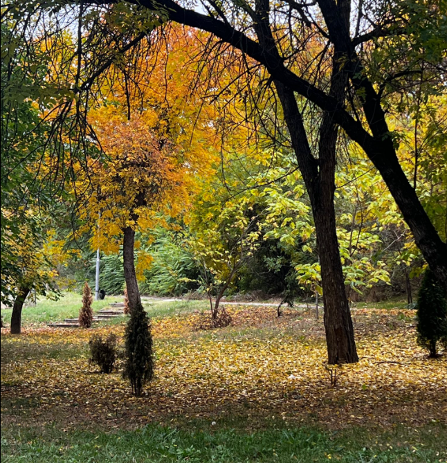 MetanoiaOC's tweet photo. Feeling inspired by this humbling display of colorful November beauty, when the leaves whisper their goodbyes and home feels even sweeter. And just like that, the world turns softer, wrapped in sweaters, comfort, and coziness. There’s such beauty in this slow and simple season.🍂 https://t.co/AyAHAWOSrA