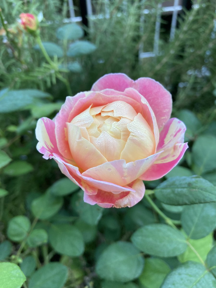 RoseHuskyDiamond on X