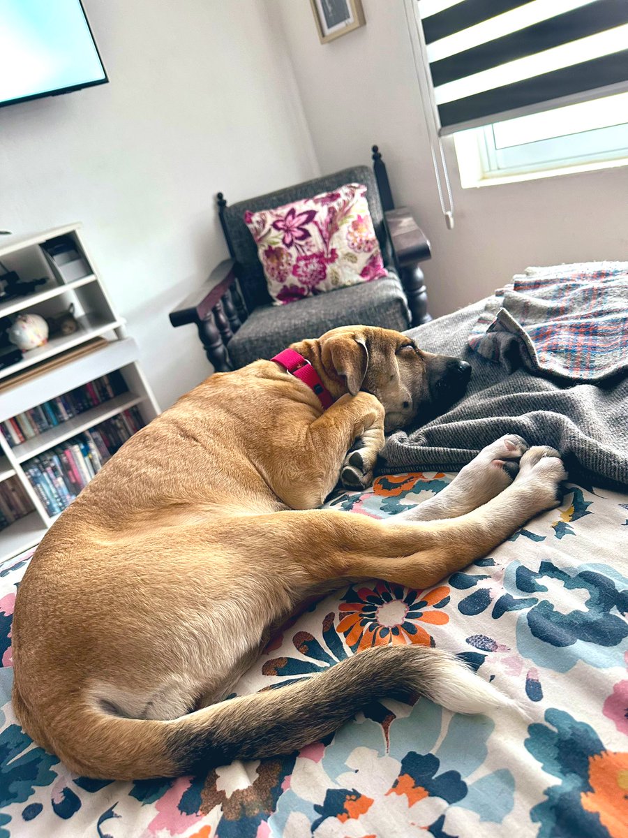 Mañana tempranito esta niña va al hospital a que le operen el tercer párpado de sus ojitos. Échenle sus buenas vibras para que todo salga bien ❤️