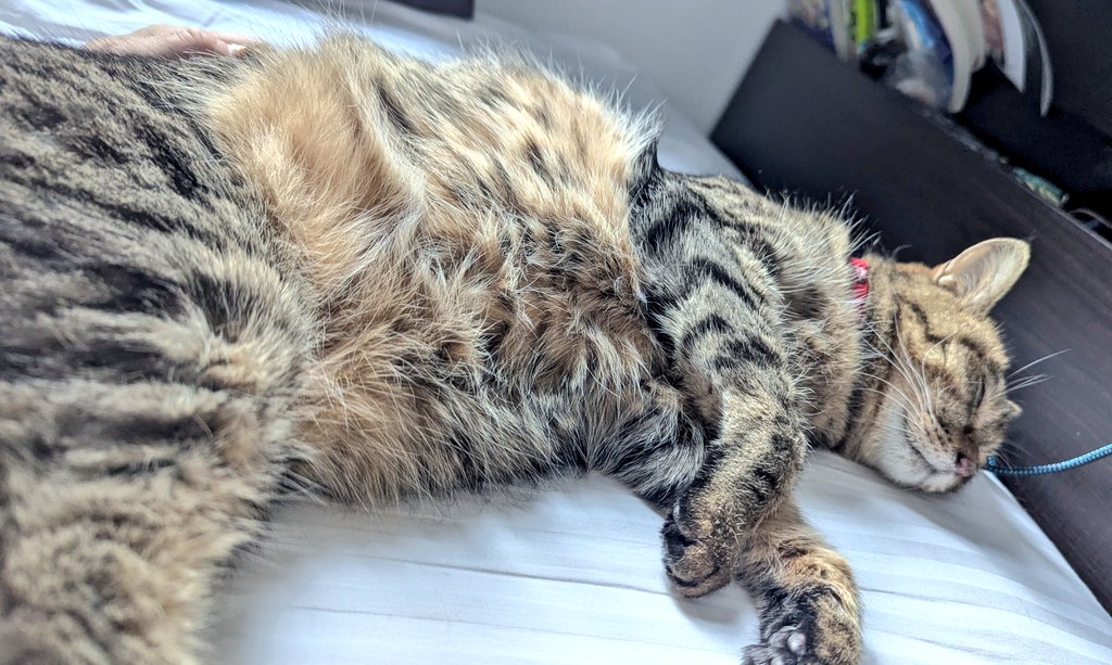 PEKO (@ab_peko) / Posts / X