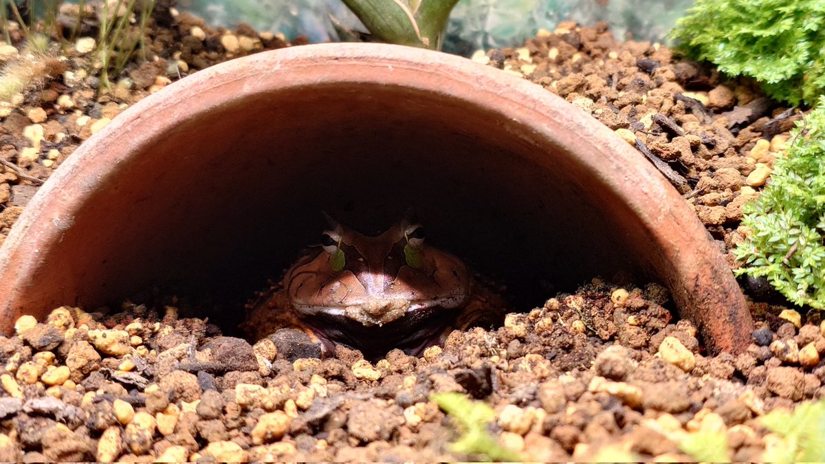 カエルと羊 カエルと羊 Amazon.com: 羊でおやすみシリーズ Vol.20 「いいから横に