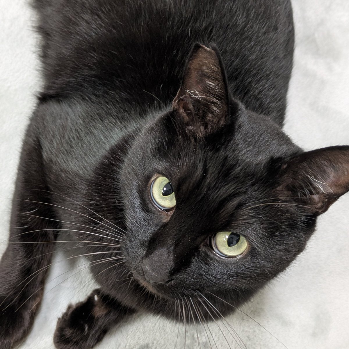 くろねこ みいたろう (@kuro0302cat) / Posts / X