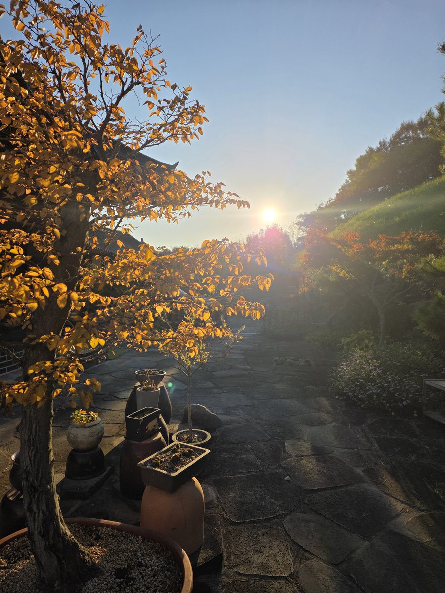 늦 가을 시골집 언덕에서 들려오는 산 새들의 소리가 가득합니다. 날씨가 쌀쌀하지만 산까치, 딱다구리,딱새,물까치 들이 요란스럽게 파드득 옮겨 다닙니다.

언덕에 슬그머니 조심 조심 올라가 보았더니 10여년 전에 심은 감나무에 빨갛고 노란 감들이 주렁 매달려 있어 산새들의 잔치입니다
뚜벅이