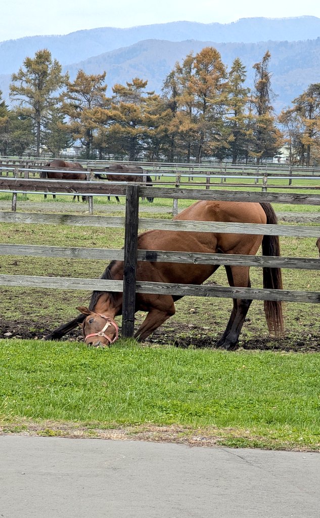 牧場ウマウマ 馬追い2024 【水曜どうでしょうEDロケ地】家畜改良センター十勝牧場で