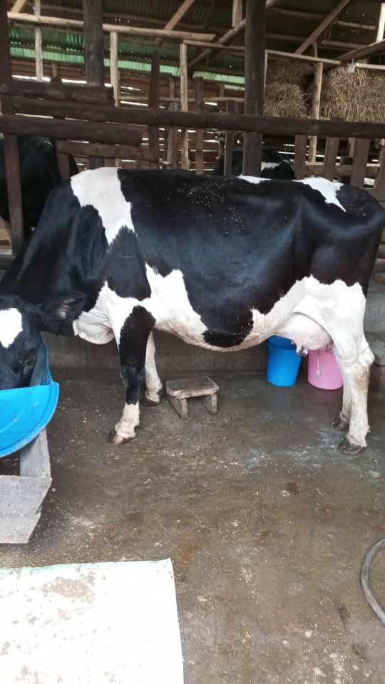 It does between 35 litres and 40 litres. We can together do farming commercially for the economic growth of our communities. We are located in Kitanda - Nyakaina - Buyanja- Rukungiri. You need a breed, call 0701864523
