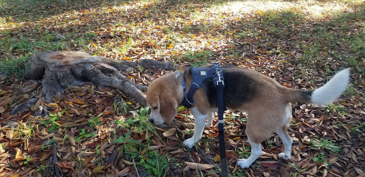 落ち葉いっぱい😊