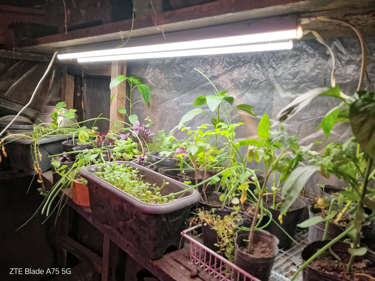 Charlcamp83's tweet image. Se puede tener una mini Huerta de aromáticas con 2 tubos LED.