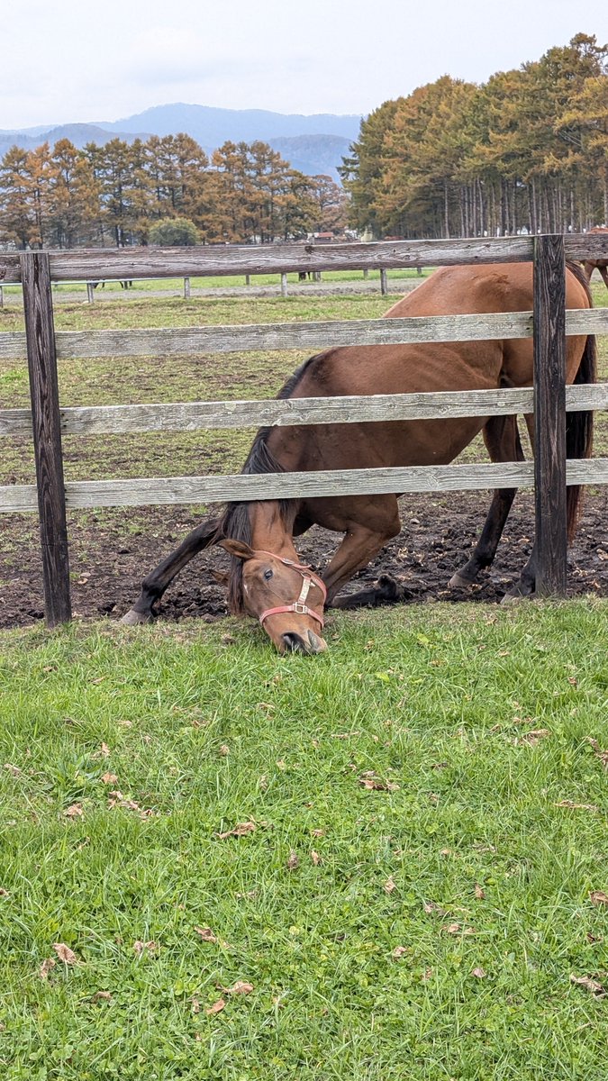 高昭牧場 (@Koushou_F) / Posts / X