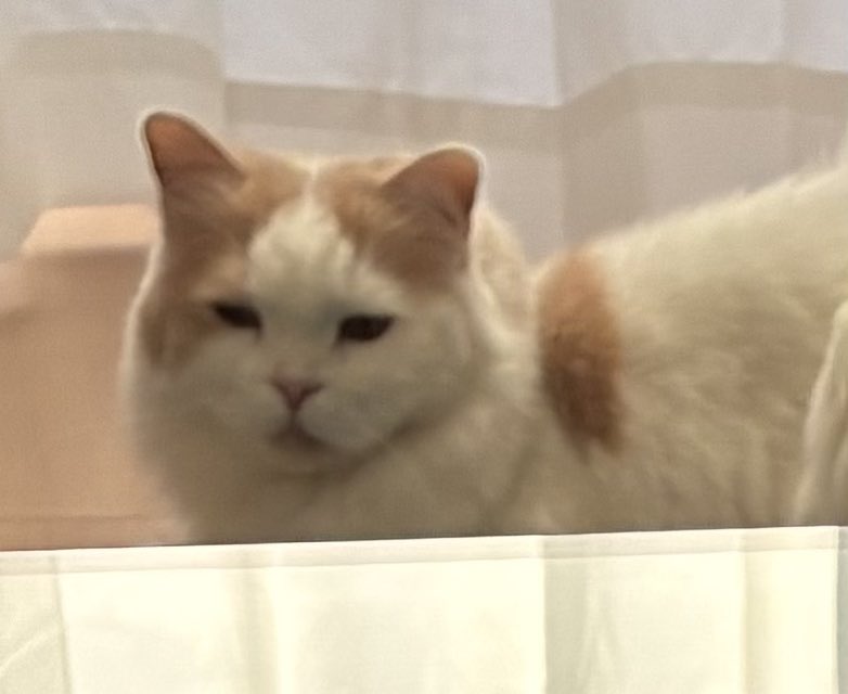 goldsuco's tweet photo. 無印のダメにするソファ、猫飼いには吉と出るか凶と出るか、リスク高いな…とずーーーっと迷っていましたがついに買いました！

猫は完全無視です！！！！
むしろ迷惑そうです！！
これは吉なのか凶なのか… https://t.co/NOYWM7p4BE