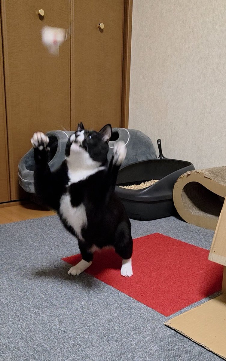 ちったん (@NYANMARUKE) / Posts / X