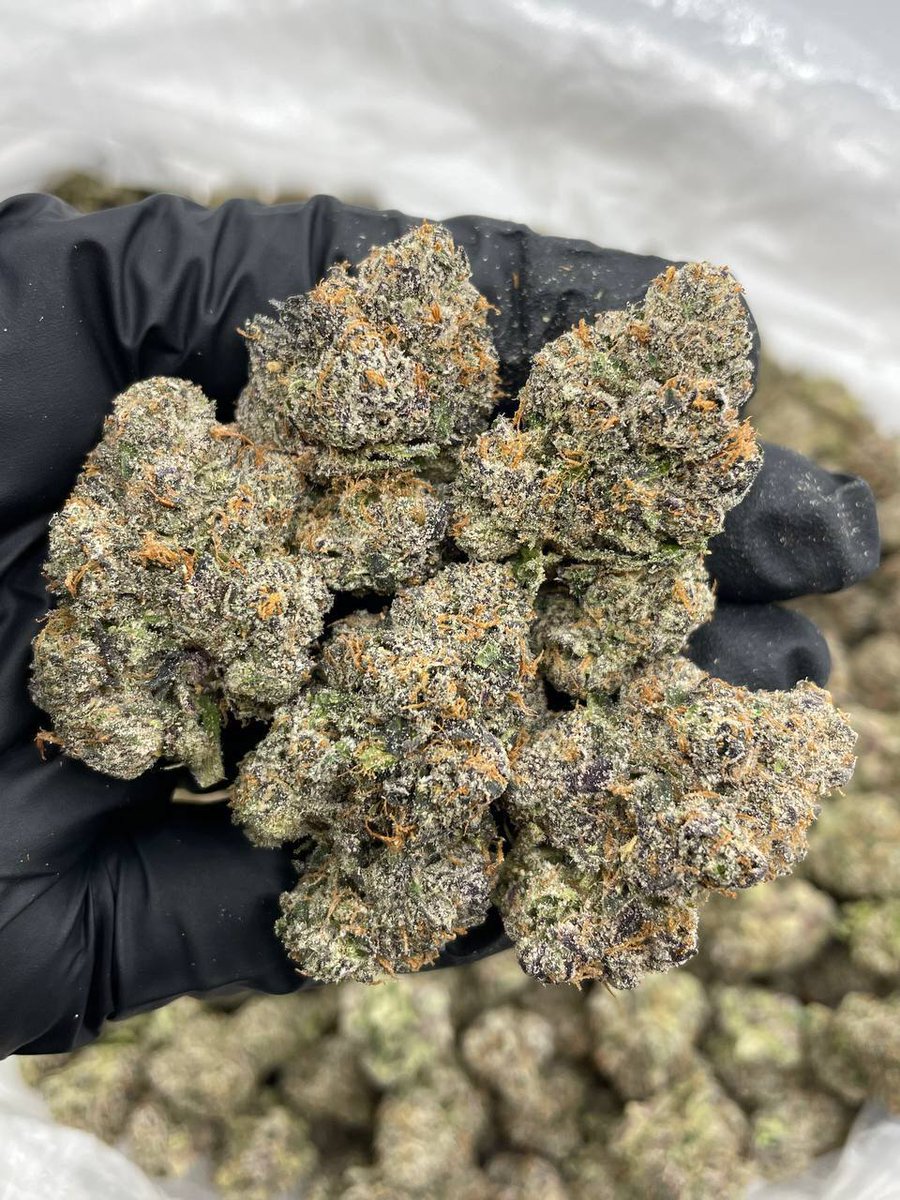 weed_plugha's tweet image. WEED PLUG IN KANAIO, WEED PLUG IN KAupo, WEED PLUG IN KIPAHULU VALLEY, WEED PLUG IN HANA TOWN, WEED PLUG IN HANA BAY, WEED PLUG IN WAIMOKU FALLS, WEED PLUG IN OHEO GULCH, WEED PLUG IN PIPIWAI TRAIL, WEED PLUG IN HALEKII, WEED PLUG IN PIHIHOLO, WEED PLUG IN HAIKU,