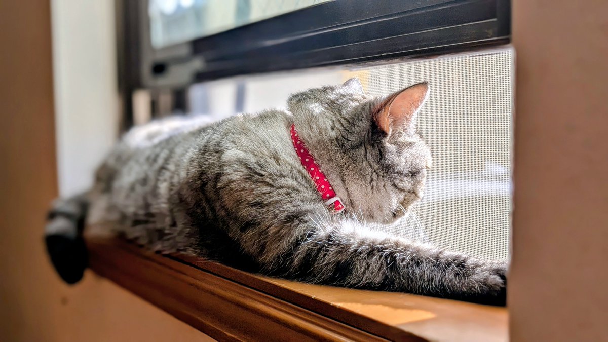 ふらんすねこ様♡ありがとうございます♡ Kizineko-sama | 「？」 『人間。いつも。ありがとー』 ネコの