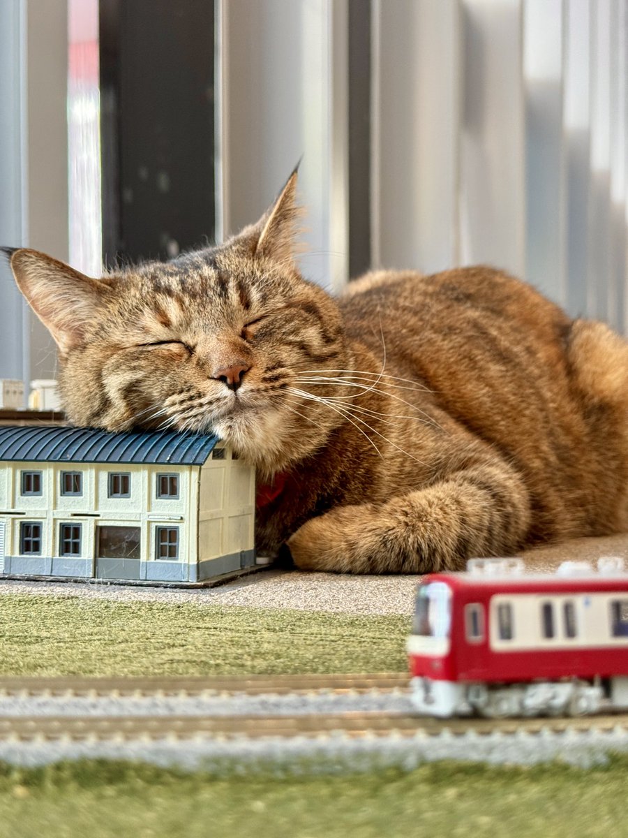 【ねこ】 🐺スキルヴォング🏇💪🐋⛩️🐤🐺 (@wol_zen_sky825) / Posts / X