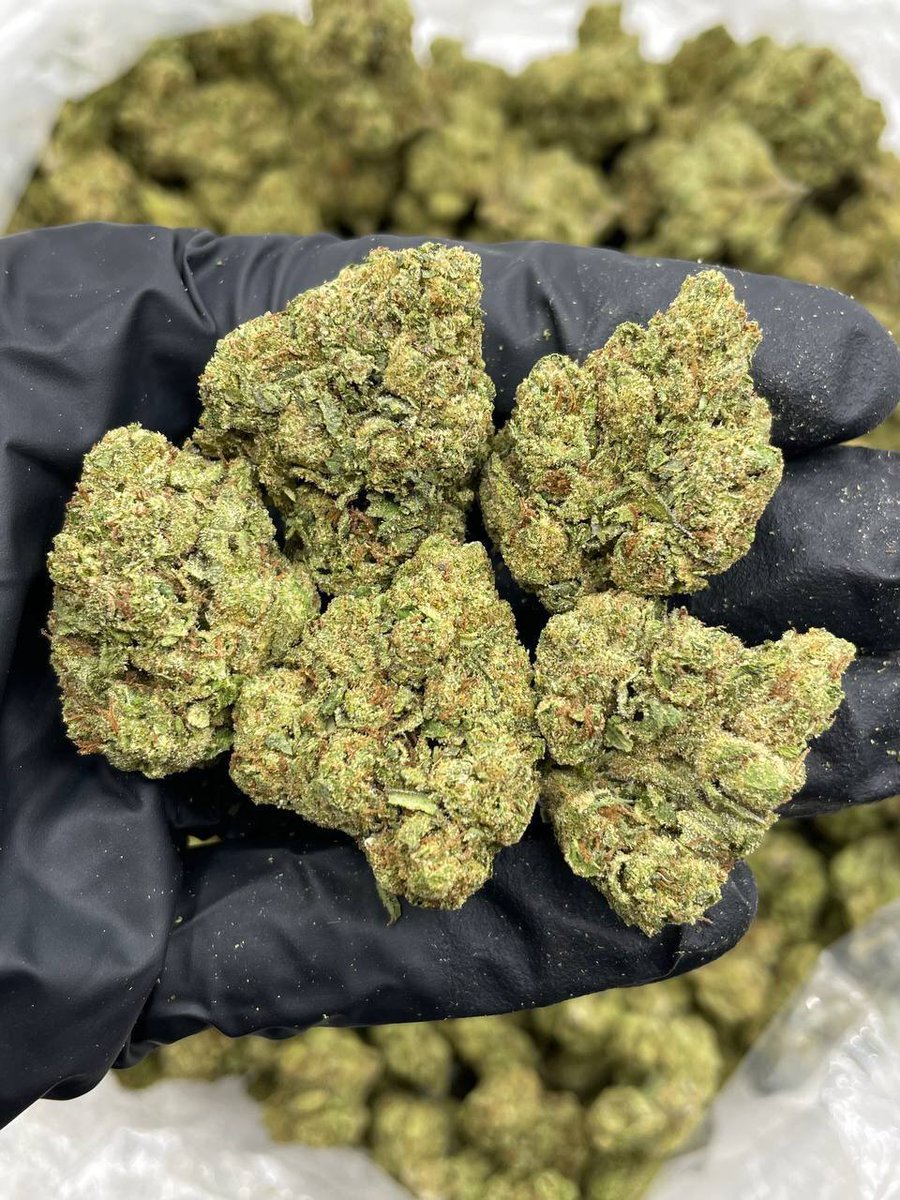 weed_plugha's tweet image. WEED PLUG IN HAPPY VALLEY, WEED PLUG IN WAIEHU, WEED PLUG IN WAIKAPU, WEED PLUG IN MAALAEA, WEED PLUG IN KIHEI TOWN, WEED PLUG IN WAILEA BEACH, WEED PLUG IN MAKENA BEACH, WEED PLUG IN BIG BEACH, WEED PLUG IN LITTLE BEACH, WEED PLUG IN POOLENALENA, WEED PLUG IN ULUPALAKUA,