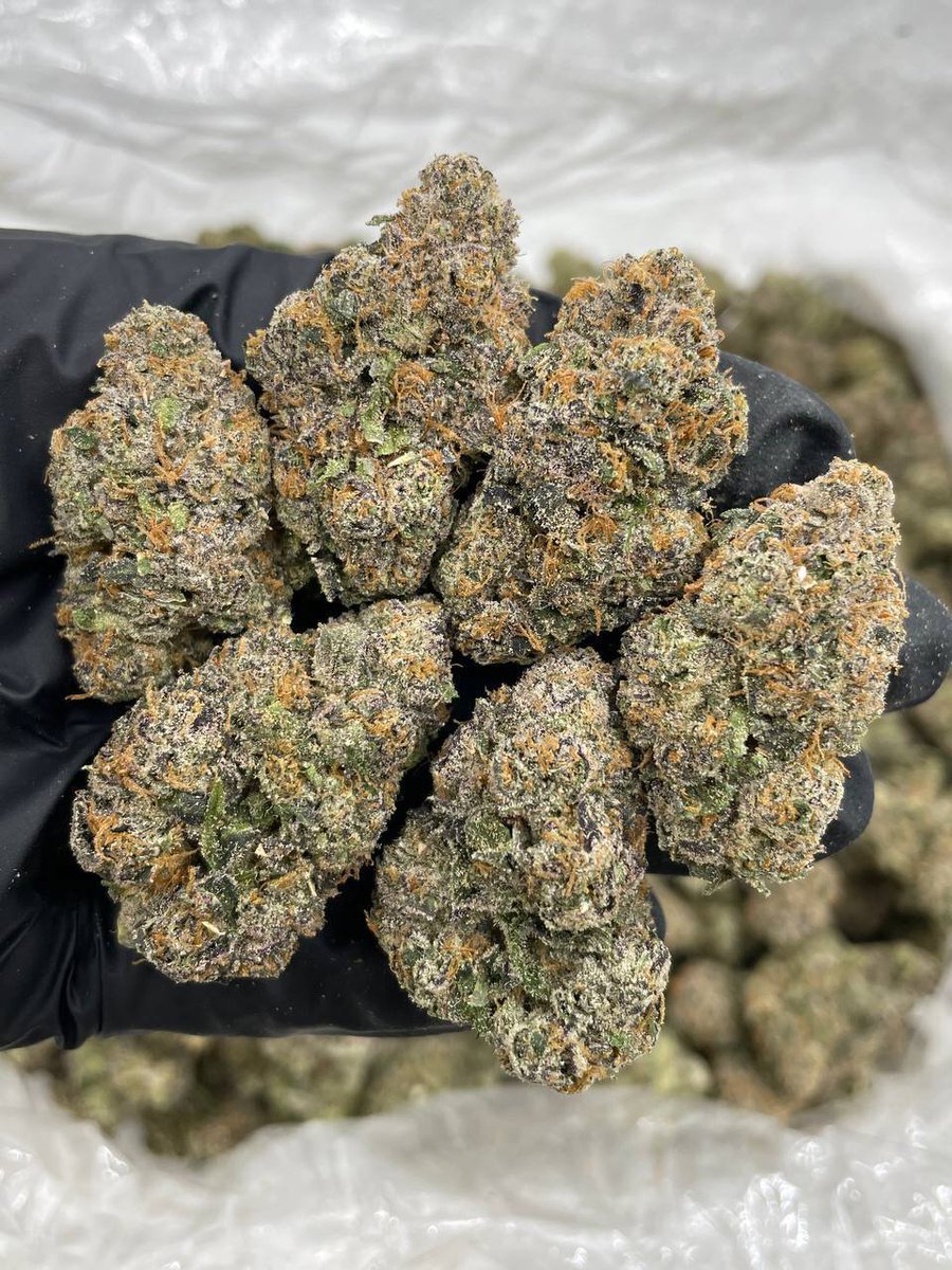 weed_plugha's tweet image. WEED PLUG IN WAIOHULI, WEED PLUG IN KEOKEA, WEED PLUG IN LAIE, WEED PLUG IN KAAAWA, WEED PLUG IN POHAKEA, WEED PLUG IN WAIAHOLE VALLEY, WEED PLUG IN KAHANA, WEED PLUG IN POHAKUPU, WEED PLUG IN KAUNAKAKAI, WEED PLUG IN KUALAPUU, WEED PLUG IN MAUNALOA, WEED PLUG IN KALAUPAPA,