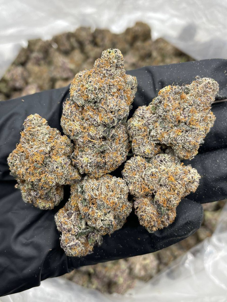 weed_plugha's tweet image. WEED PLUG IN POIPU BEACH, WEED PLUG IN KUKUIULA, WEED PLUG IN LAWAI VALLEY, WEED PLUG IN OMAO, WEED PLUG IN KALAHEO, WEED PLUG IN ELEELE, WEED PLUG IN HANAPEPE HEIGHTS, WEED PLUG IN NUMILA, WEED PLUG IN PAKALA VILLAGE, WEED PLUG IN KEKAHA, WEED PLUG IN WAIMEA, WEED PLUG IN KOKEE,